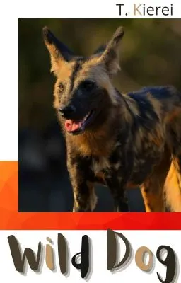 Cover of Wild Dog (mxm) (Rever series 4)